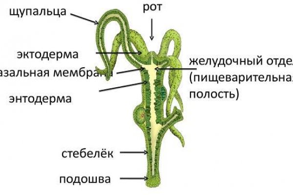 Значок кракена маркетплейса