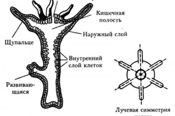 Зайти в кракен